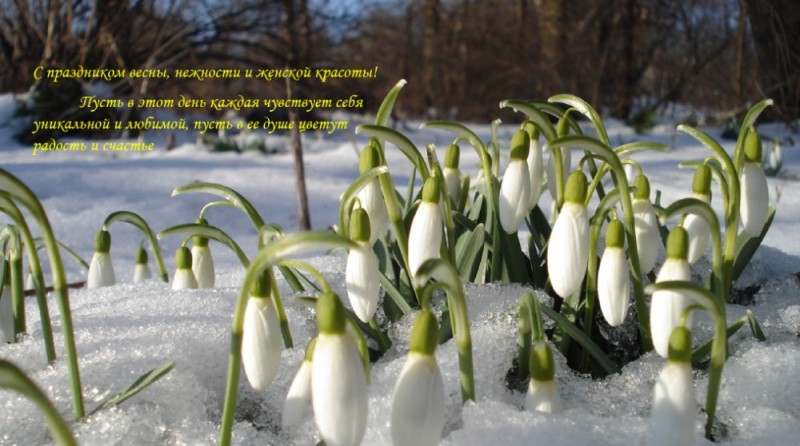 Create meme: spring snowdrops, snowdrop flower, the beginning of spring