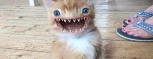 Create meme: animals, toothy cat