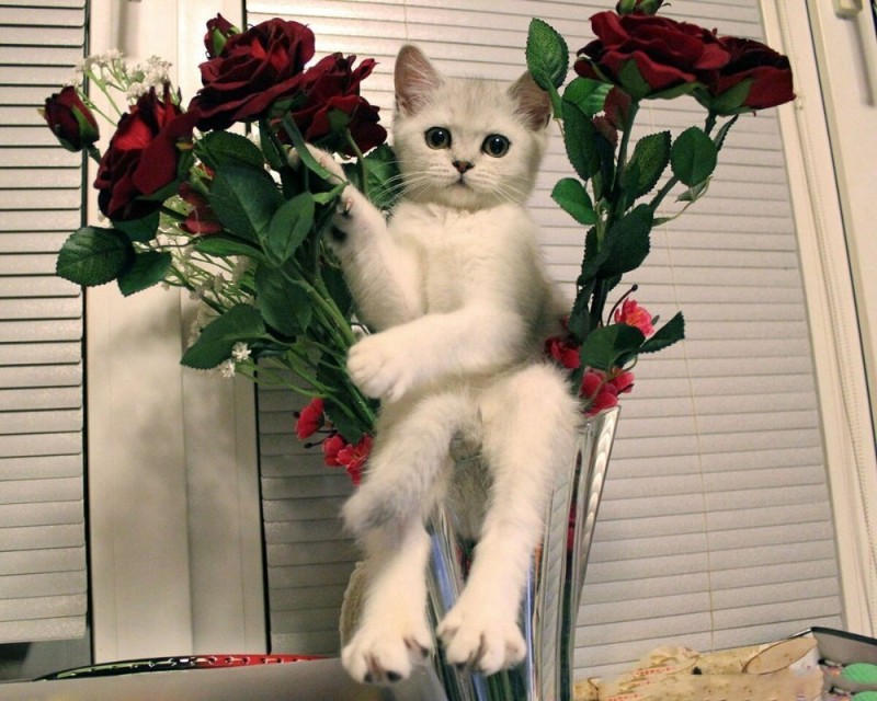 Создать мем: кот несет цветы, кошки с розами, кот с цветами