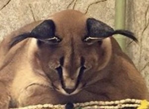 Create meme: Caracal