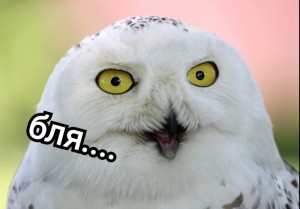 Create meme: snowy owl