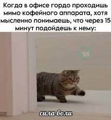 Create meme: the cat is coming meme, cat cheeky, cat 