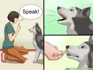 Create meme: if the dog, Reddit memes, meme with dog voice