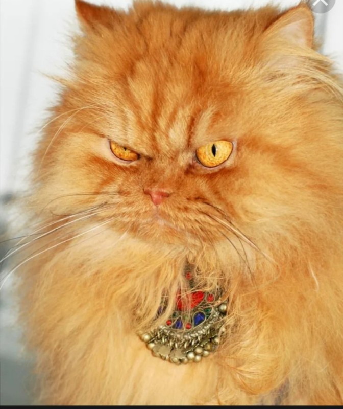 Создать мем: недовольный рыжий кот, персидский кот рыжий, суровый рыжий кот