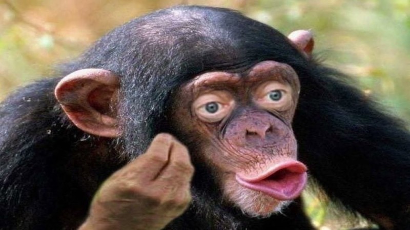 Create meme: male chimpanzees, chimpanzees are funny, monkey with lips