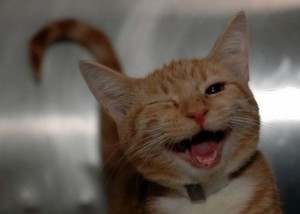 Create meme: laughing cat meme, cat, cats