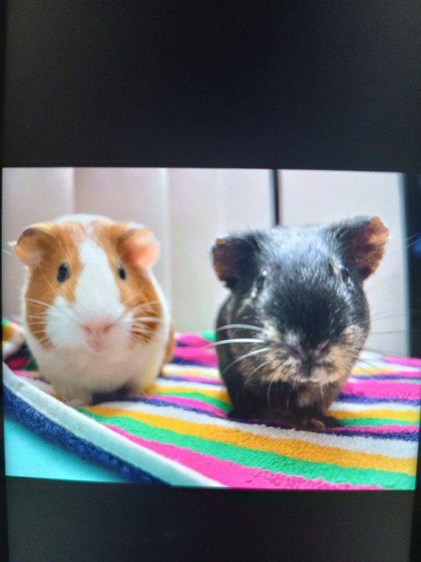 Create meme: guinea pig plaksik, smooth - haired guinea pig, homemade Guinea pig