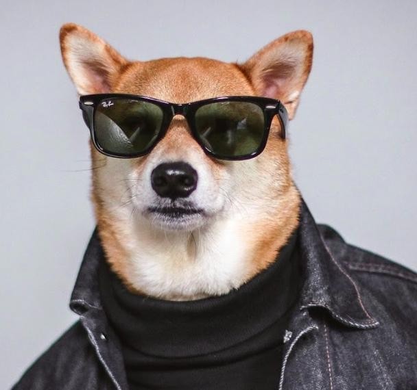 Create meme: Shiba inu with glasses, dog with glasses, cool dog with glasses