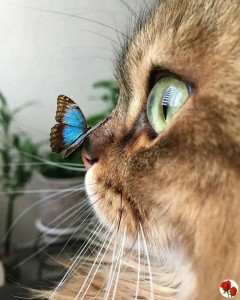 Создать мем: животные красивые, бабочка на носике у кота, кошка с бабочкой на носу