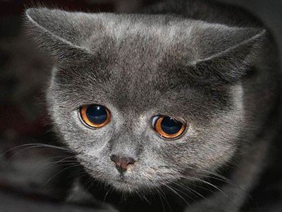 Создать мем: кот, очень грустный котик, печальный котик
