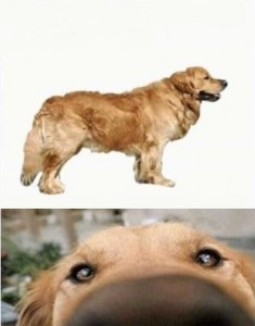 Create meme: dog, animals, dog
