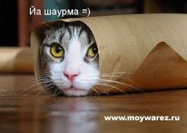 Create meme: cats cats and kittens have fun with to