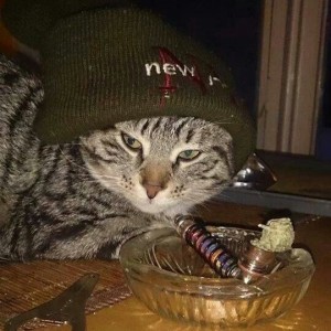 Create meme: cat, stoned cat