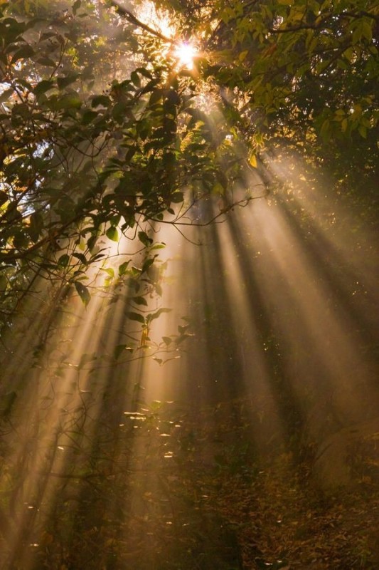 Создать мем: лес рассвет, marianne beate kielland, солнце в лесу