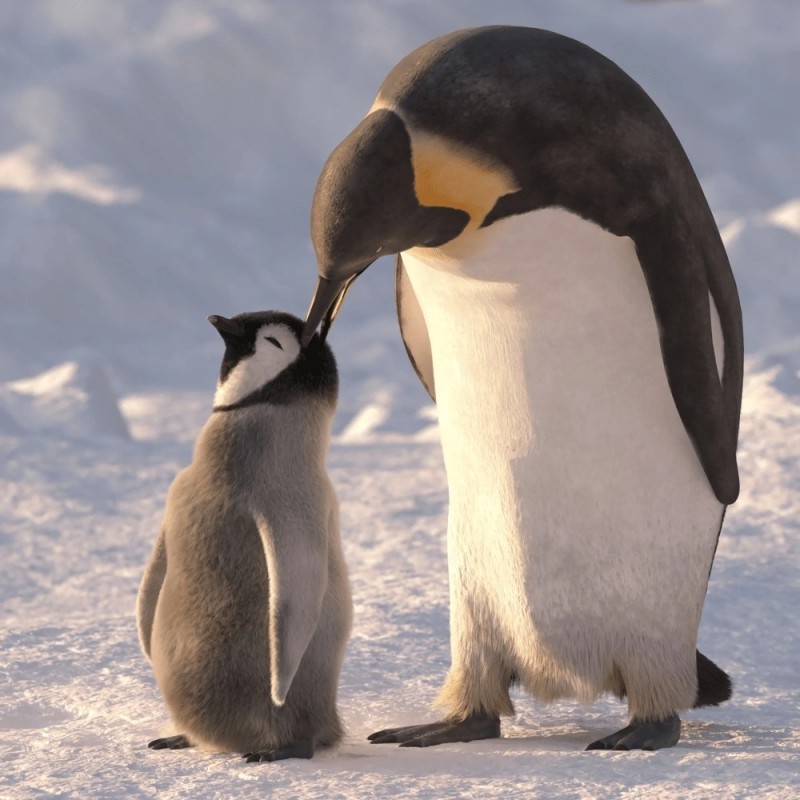 Создать мем: детеныш пингвина, императорский пингвин, пингвины и пингвинята