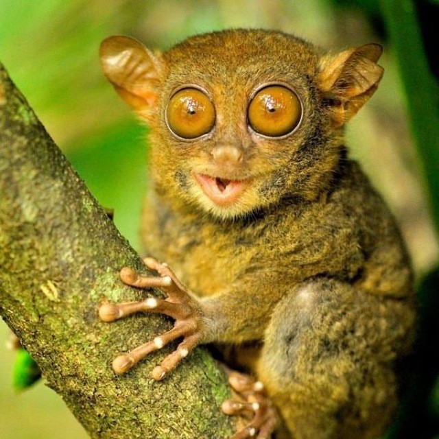 Create meme: marsupial tarsier, Sumatran tarsier, tarsiers