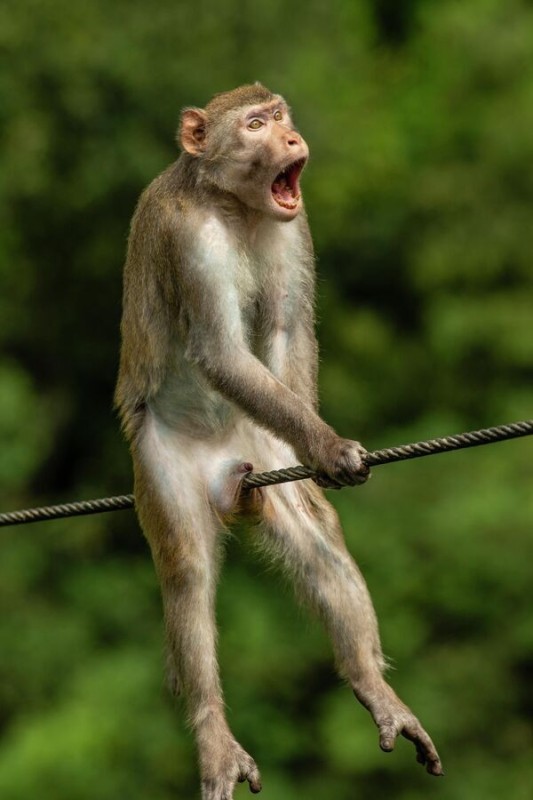Создать мем: премия comedy wildlife photography, обезьяна прикольная, обезьяна на проводе