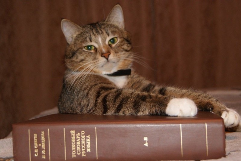 Создать мем: коты, кот библиотекарь, кот учёный