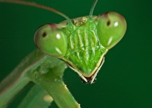 Create meme: the mantis near, mantis, the mantis face