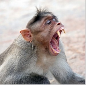Создать мем: yawn, зевает, обезьянки