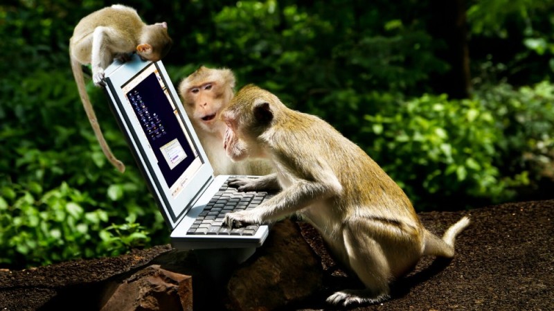 Создать мем: животные, обезьяна за компом, обезьяна за компьютером