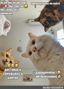 Создать мем: кот, наташа и коты мемы, мемы с котами и наташей