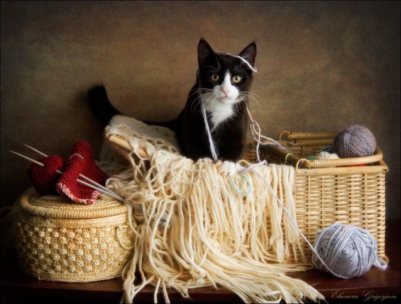 Create meme: cat and ball of yarn, cat with a ball, the cat got tangled in a tangle