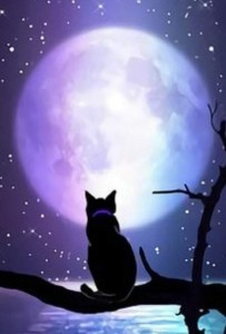 Create meme: cat, cat night, the moon picture