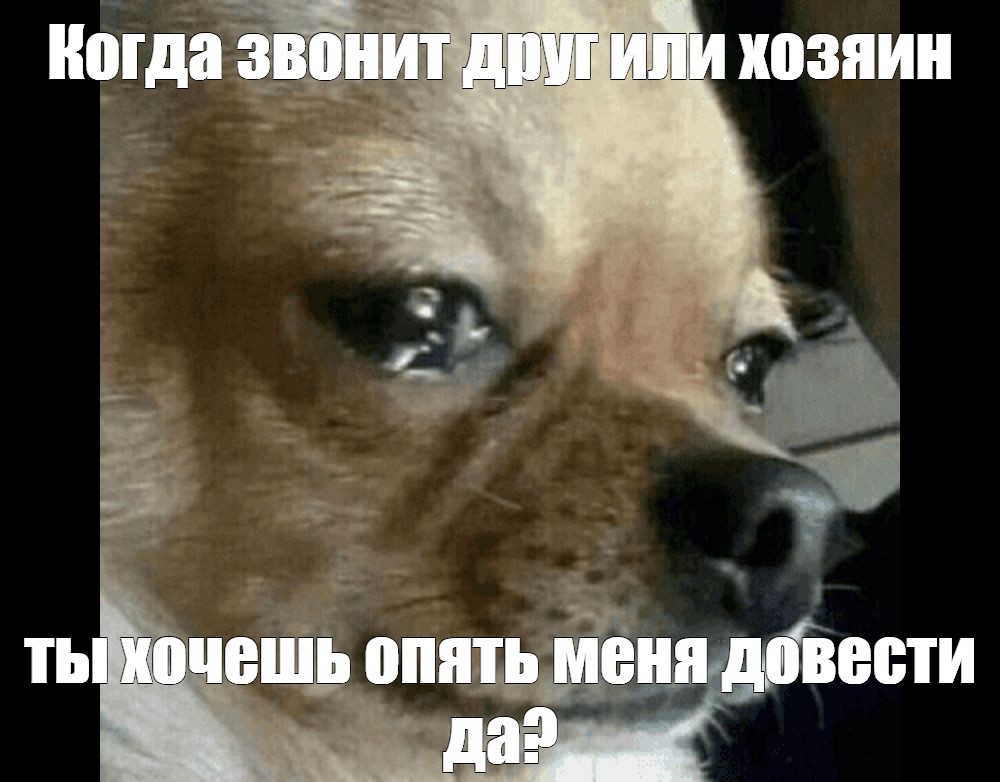 Собака плачет мем