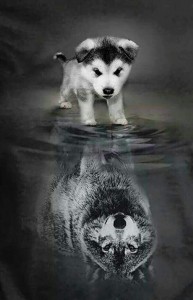 Create meme: Siberian husky, husky puppies, husky