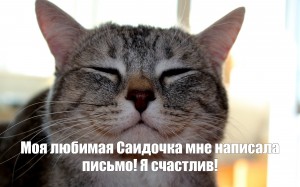 Создать мем: кошка, серая кошка в доме приметы и поверья, довольная мордочка картинки