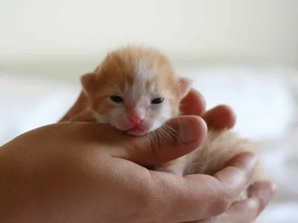 Создать мем: милые детеныши животных, очень маленькие котята, рыжий котенок