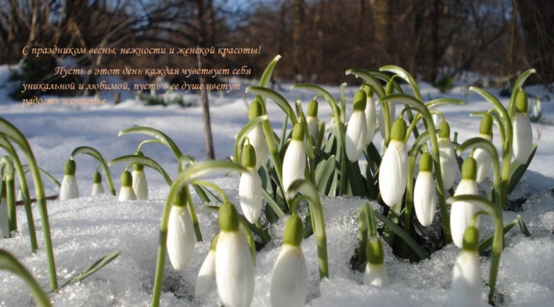 Create meme: snowdrop flower, spring spring, day of spring