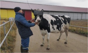 Create meme: cow, gomontovo cow, sale, cows Volgograd obl