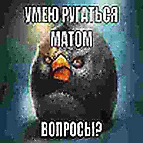 Create meme: birds angry birds, funny memes , Angry bird meme