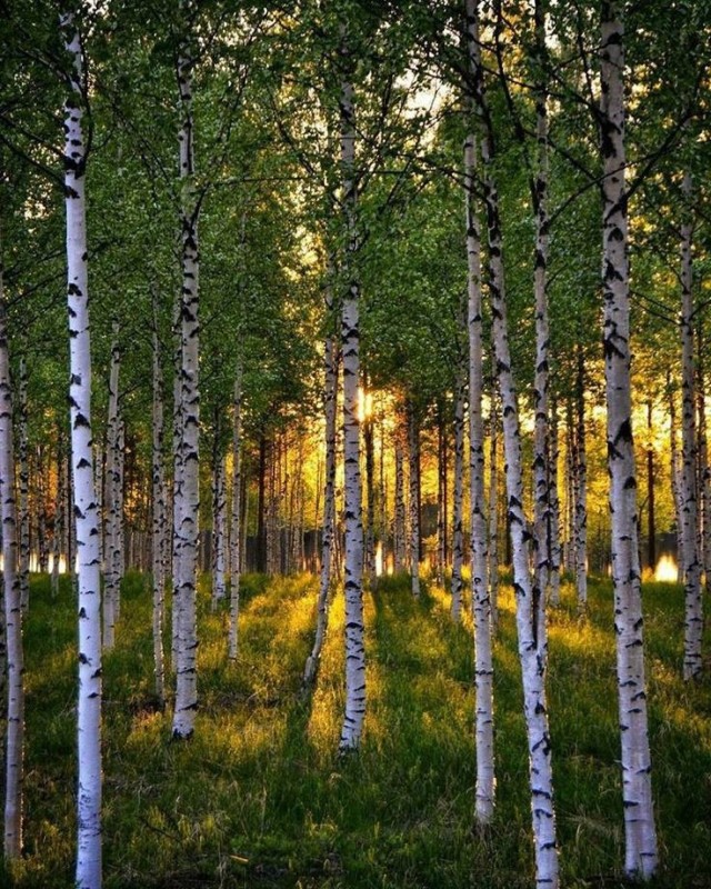 Create meme: birch grove, Nikolai Rubtsov birch grove, birch 