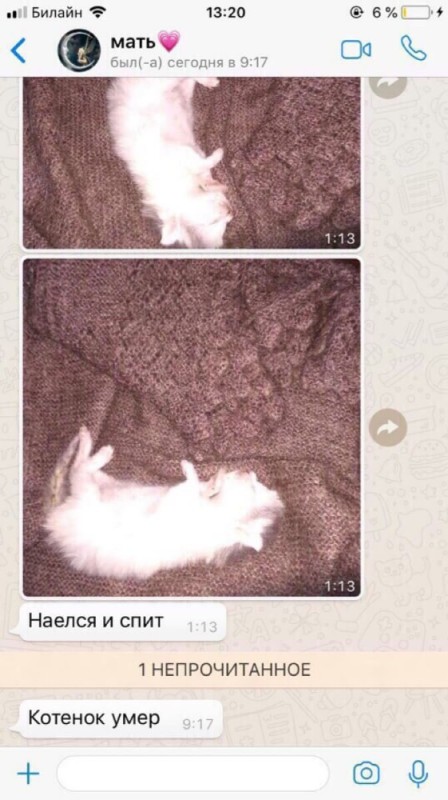 Create meme: the cat died, kitten meme, The kitten meme is full and sleeping