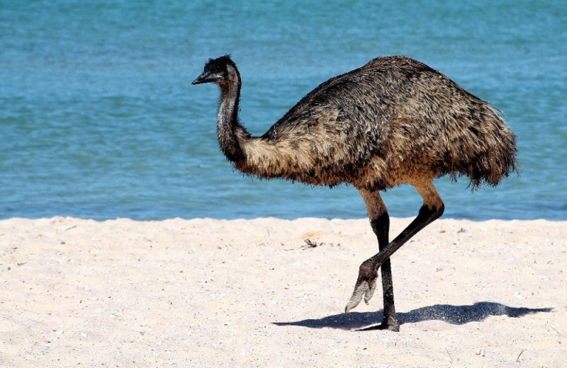 Create meme: the EMU in Australia, emu ostrich, nandu ostrich