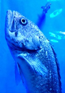 Create meme: fish, screensaver fish blue, Fish