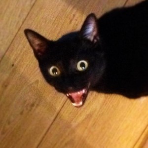 Create meme: a rabid cat, memes with cats, cats