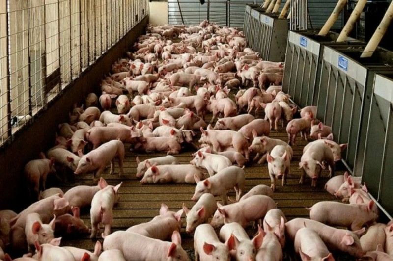 Создать мем: ландрас порода свиней, кигбаевский бекон свиноводческий комплекс, ферма свиней