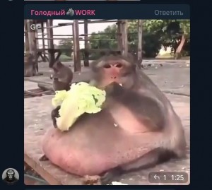 Создать мем: толстая обезьяна, обезьяна ест банан, толстая макака