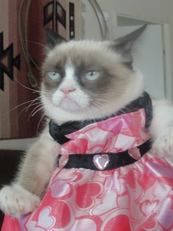 Create meme: cat in a dress meme, grumpy cat, funny animals 