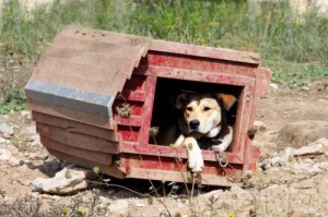 Создать мем: приют, dog house, будка