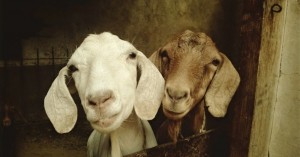 Create meme: interesting facts, animal, goat
