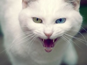 Создать мем: самая красивая кошка, кошка злая, ванская кошка