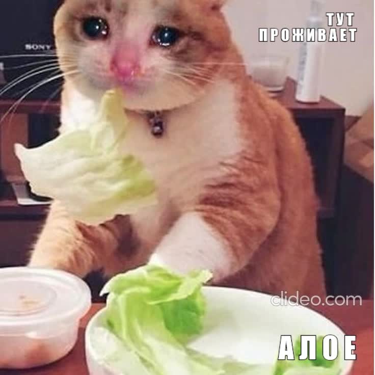 Создать мем: кот грустный, кот на диете, кот еда