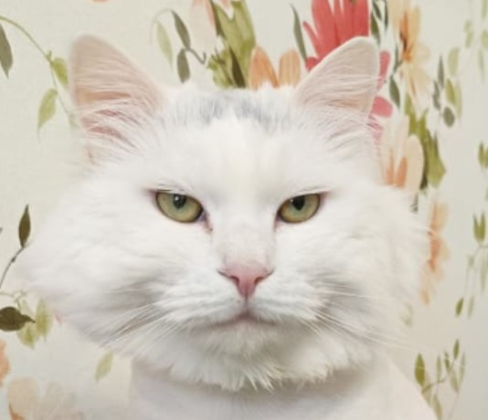 Create meme: cat , kitty , white cat 