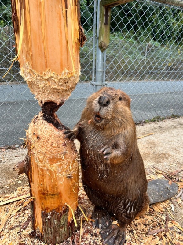 Create meme: beaver , common beaver, beavers are funny