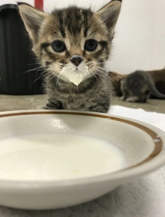 Создать мем: кошка лакает молоко, котенок в молоке, кот в молоке